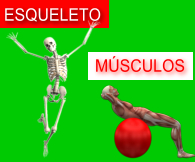 Esqueleto y Msculos