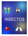 Enlace Tablero Insectos Pinterest