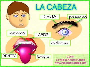 Imagen La Cabeza pdf